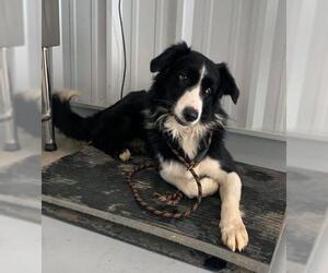 Border Collie Dogs for adoption in Canyon Country, CA, USA