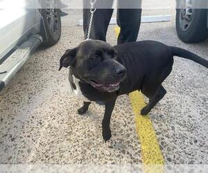 American Pit Bull Terrier Dogs for adoption in Houston, TX, USA