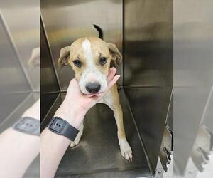 American Pit Bull Terrier-Unknown Mix Dogs for adoption in Fayetteville, NC, USA