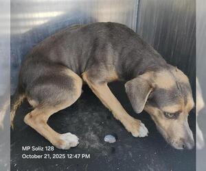 Mutt Dogs for adoption in San Antonio, TX, USA