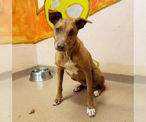 Doberman Pinscher-Unknown Mix Dogs for adoption in Lovingston, VA, USA