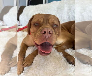 Dogue de Bordeaux Dogs for adoption in Goodyear, AZ, USA