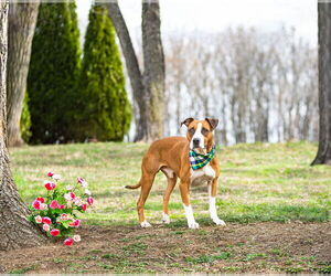 Plott Hound-Unknown Mix Dogs for adoption in Unionville, PA, USA