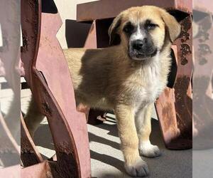 Great Pyrenees-Unknown Mix Dogs for adoption in Santa Cruz, CA, USA