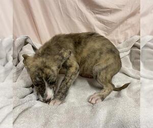 German Shepherd Dog-Unknown Mix Dogs for adoption in Modesto, CA, USA