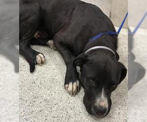 American Pit Bull Terrier-Labrador Retriever Mix Dogs for adoption in Conroe, TX, USA