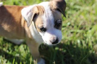 American Bulldog-Unknown Mix Dogs for adoption in Royal Palm Beach, FL, USA