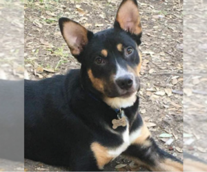 Australian Kelpie-Unknown Mix Dogs for adoption in Von Ormy, TX, USA