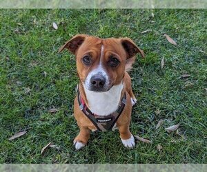 Chiweenie Dogs for adoption in San Clemente, CA, USA