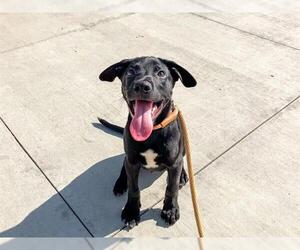 Labrador Retriever-Unknown Mix Dogs for adoption in Orange, CA, USA