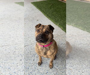 Mutt Dogs for adoption in Leavenworth, KS, USA