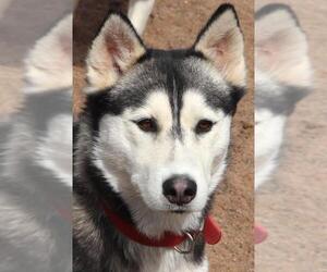 Siberian Husky Dogs for adoption in Siren, WI, USA
