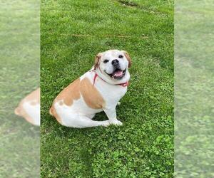 Bulldog Dogs for adoption in Harrisville, WV, USA