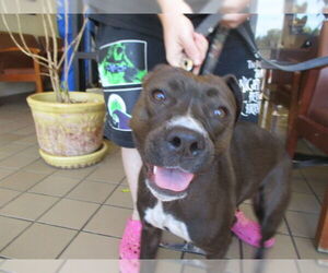 Staffordshire Bull Terrier Dogs for adoption in Ocala, FL, USA