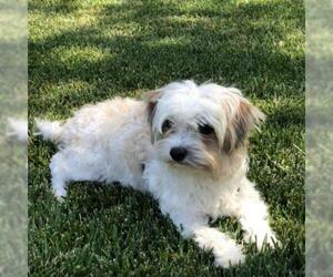 Maltese Dogs for adoption in Pleasant Hill, CA, USA