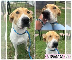 Rhodesian Ridgeback-Unknown Mix Dogs for adoption in San Antonio, TX, USA