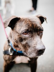 Bullboxer Pit Dogs for adoption in Brooklyn, NY, USA