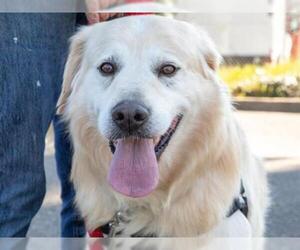 Golden Retriever Dogs for adoption in Santa Rosa, CA, USA