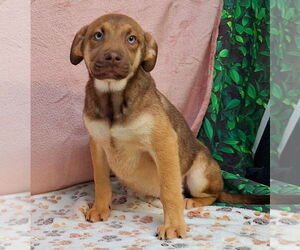 Labrador Retriever-Unknown Mix Dogs for adoption in Wetumpka, AL, USA