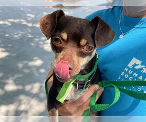 Chihuahua Dogs for adoption in Redwood City, CA, USA