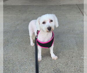 Bichon Frise Dogs for adoption in Alexandria, KY, USA