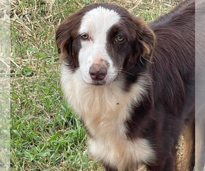 Australian Shepherd-Unknown Mix Dogs for adoption in Tabernash, CO, USA