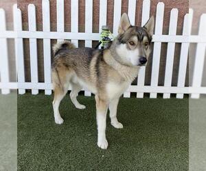 Siberian Husky-Unknown Mix Dogs for adoption in Modesto, CA, USA