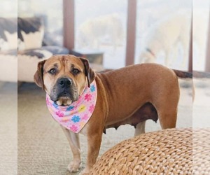 American Staffordshire Terrier-Unknown Mix Dogs for adoption in Duluth, MN, USA