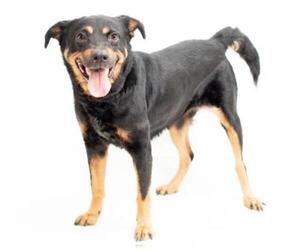 Shepweiller Dogs for adoption in Orlando, FL, USA