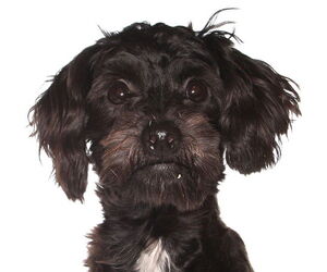 Mutt Dogs for adoption in Oakland Park, FL, USA