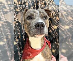 Mutt Dogs for adoption in Tulsa, OK, USA