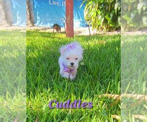 Maltese Dogs for adoption in Plantation, FL, USA