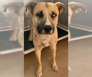 Labrador Retriever-Unknown Mix Dogs for adoption in San Antonio, TX, USA