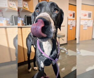 Great Dane-Unknown Mix Dogs for adoption in Farmington, MN, USA