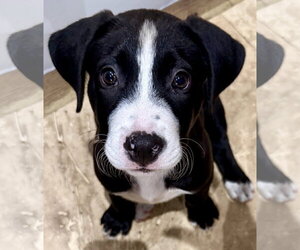 Labrador Retriever Dogs for adoption in Boca Raton, FL, USA