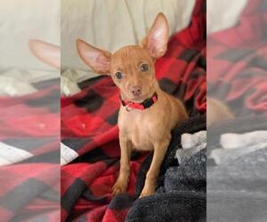Chiweenie Dogs for adoption in Buffalo, NY, USA