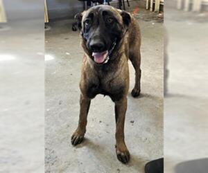 Mutt Dogs for adoption in Camarillo, CA, USA