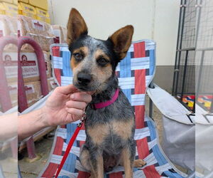 Mutt Dogs for adoption in Chico, CA, USA