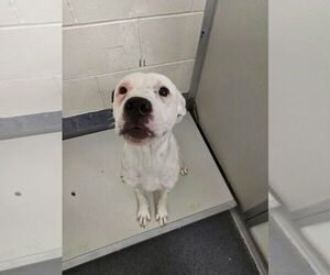 American Pit Bull Terrier-Dalmatian Mix Dogs for adoption in Glen Allen, VA, USA