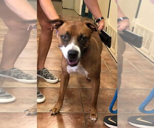 Boxer-Unknown Mix Dogs for adoption in Amarillo, TX, USA