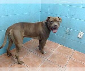American Pit Bull Terrier Dogs for adoption in Downey, CA, USA