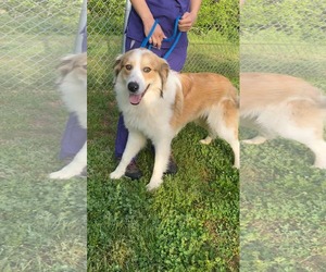 Collie-Unknown Mix Dogs for adoption in Woodbury, NY, USA