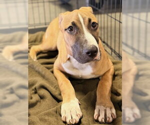 Mutt Dogs for adoption in Bakersfield, CA, USA