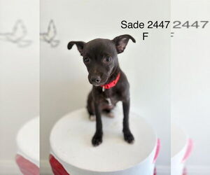 Chihuahua-Unknown Mix Dogs for adoption in Studio City, CA, USA