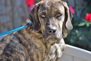 Mastiff-Unknown Mix Dogs for adoption in Yardley, PA, USA