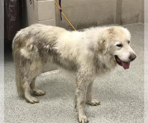 Great Pyrenees Dogs for adoption in Conroe, TX, USA