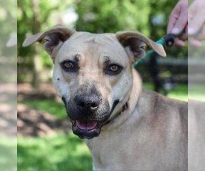 Mountain Cur Dogs for adoption in Riverwoods, IL, USA