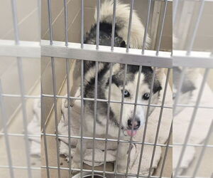Siberian Husky Dogs for adoption in Decatur, IL, USA