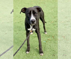Boxer-Unknown Mix Dogs for adoption in Austin, TX, USA