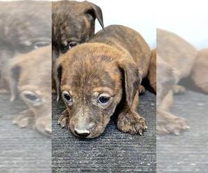 Dachshund-Unknown Mix Dogs for adoption in San Antonio, TX, USA